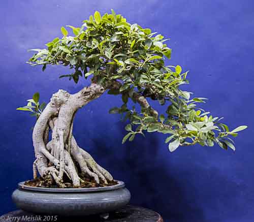 tree two